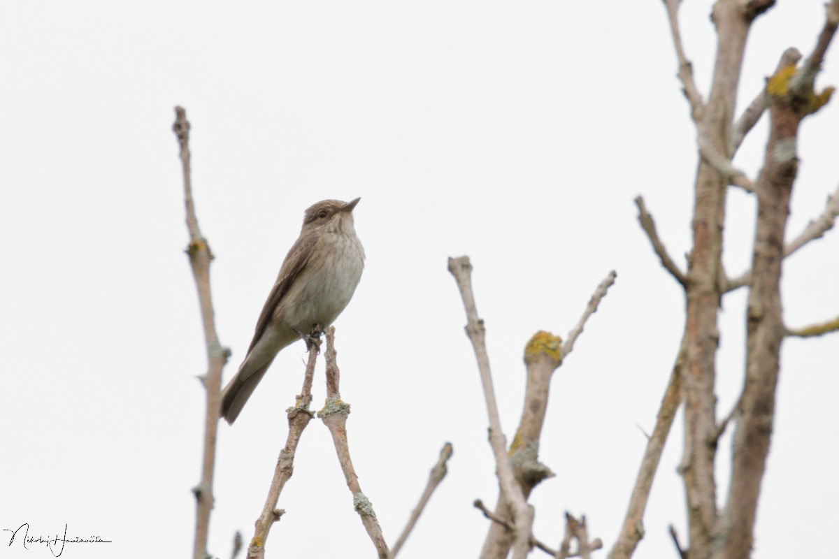 Spotted Flycatcher - ML623846034