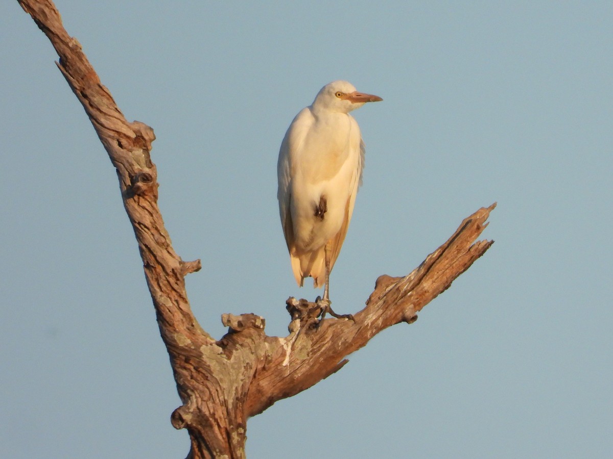 Western Cattle Egret - ML623846036