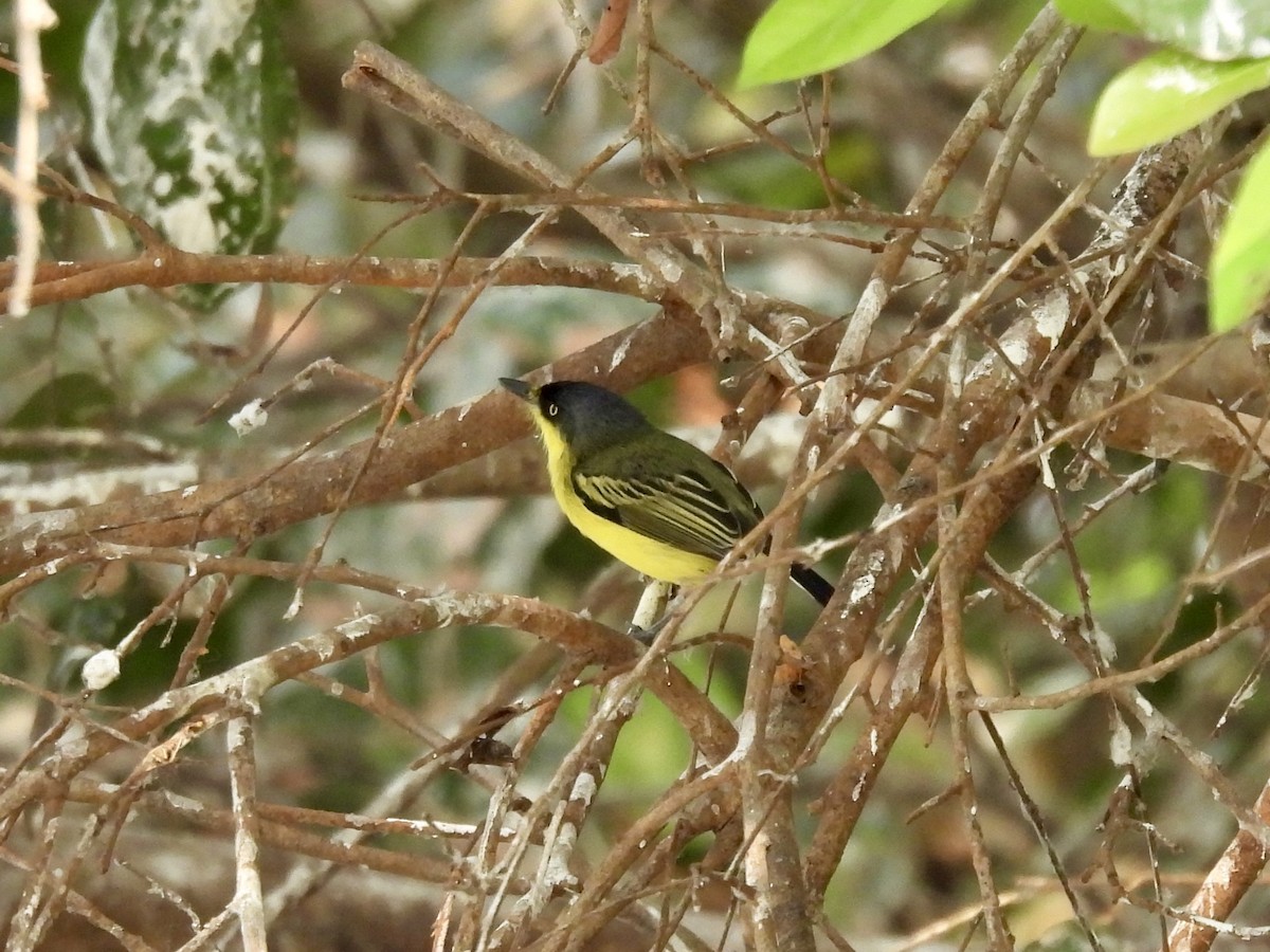 Common Tody-Flycatcher - ML623846039