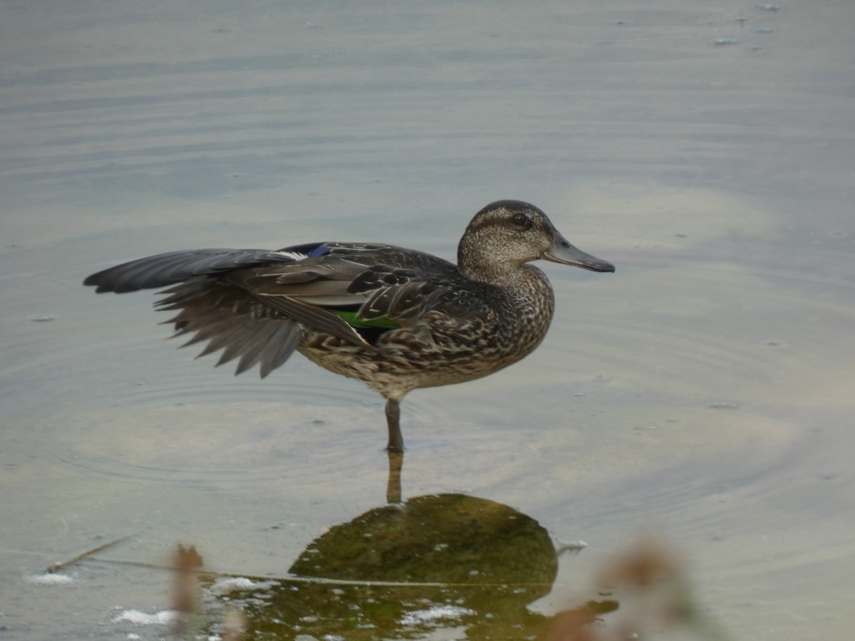 Green-winged Teal - ML623846042