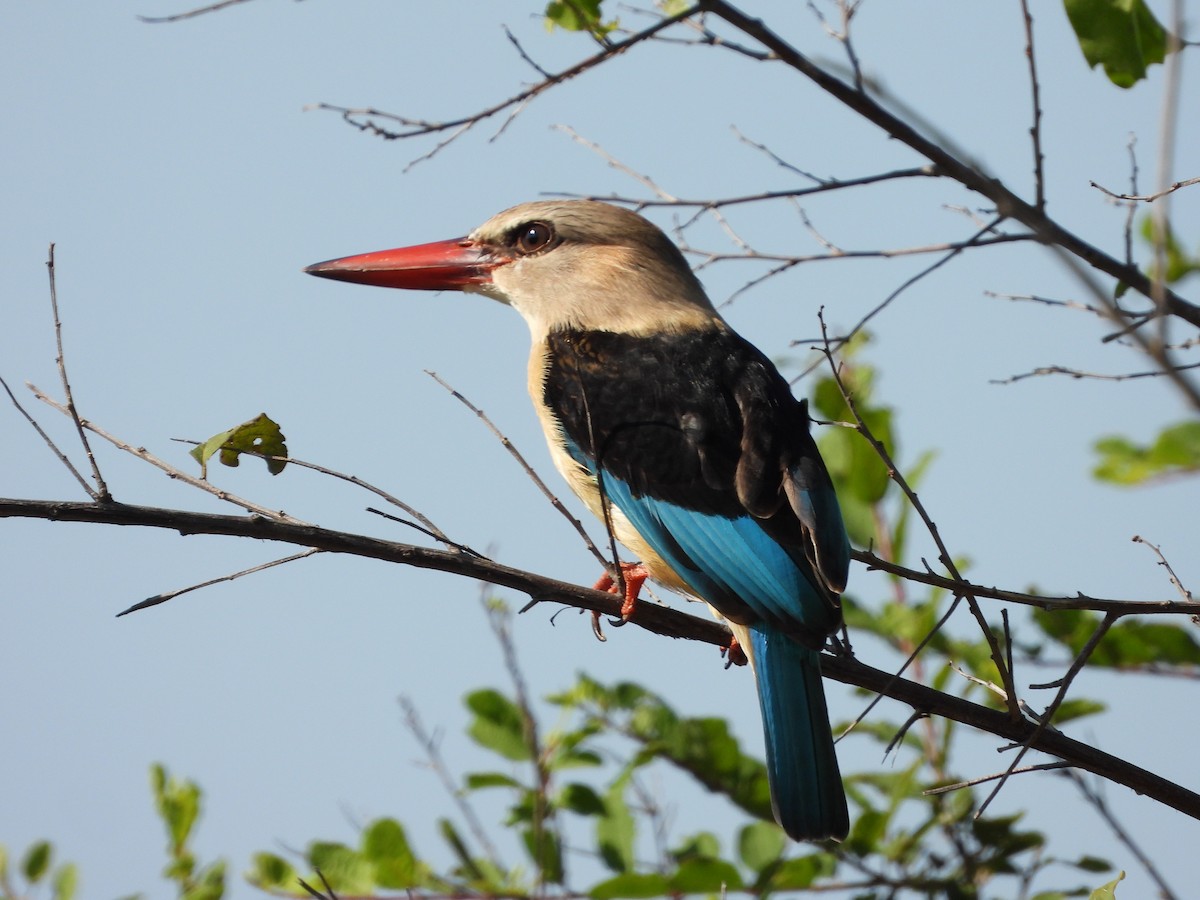 Brown-hooded Kingfisher - ML623846048