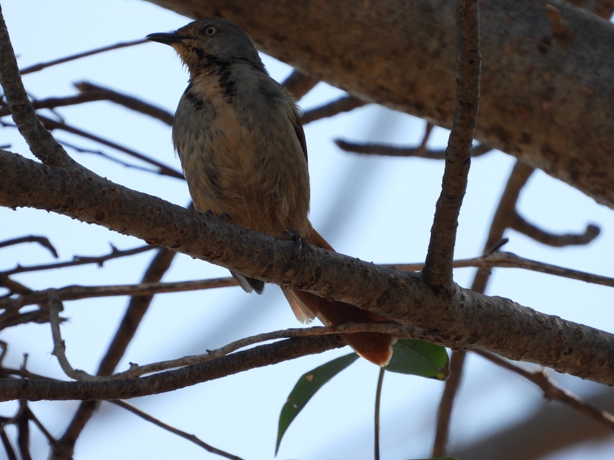 Collared Palm-Thrush - ML623846057