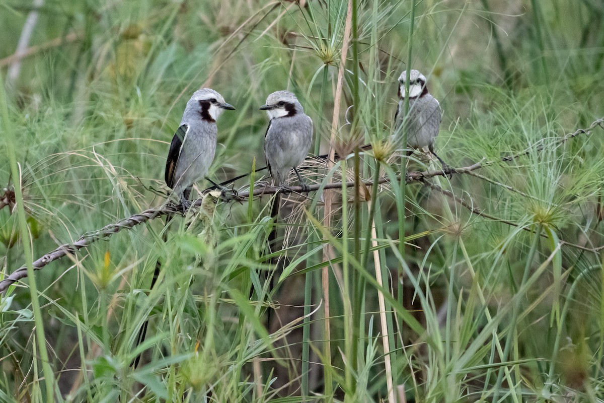 Streamer-tailed Tyrant - ML623846058