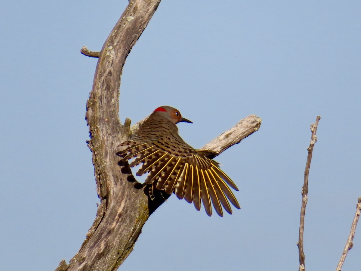 Northern Flicker - ML623846059