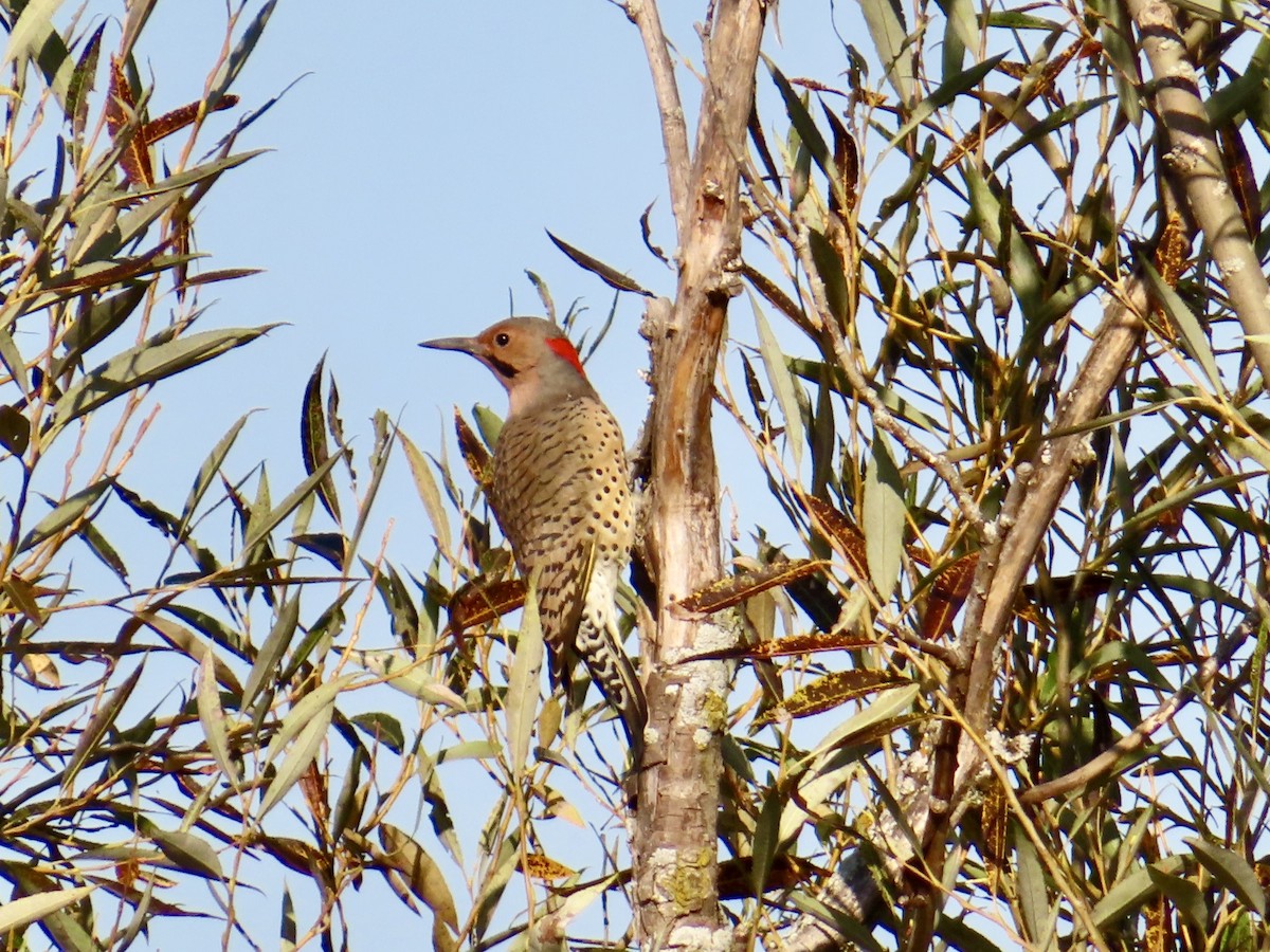 Northern Flicker - ML623846060