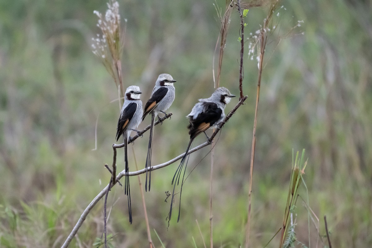 Streamer-tailed Tyrant - ML623846062