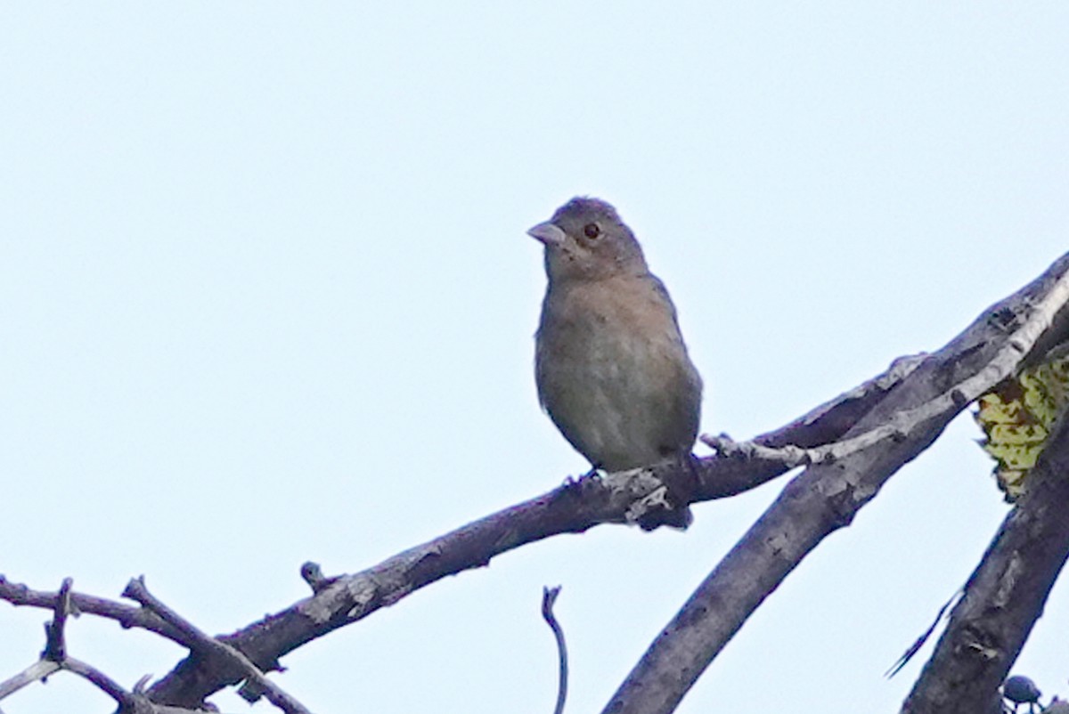 Indigo Bunting - ML623846064