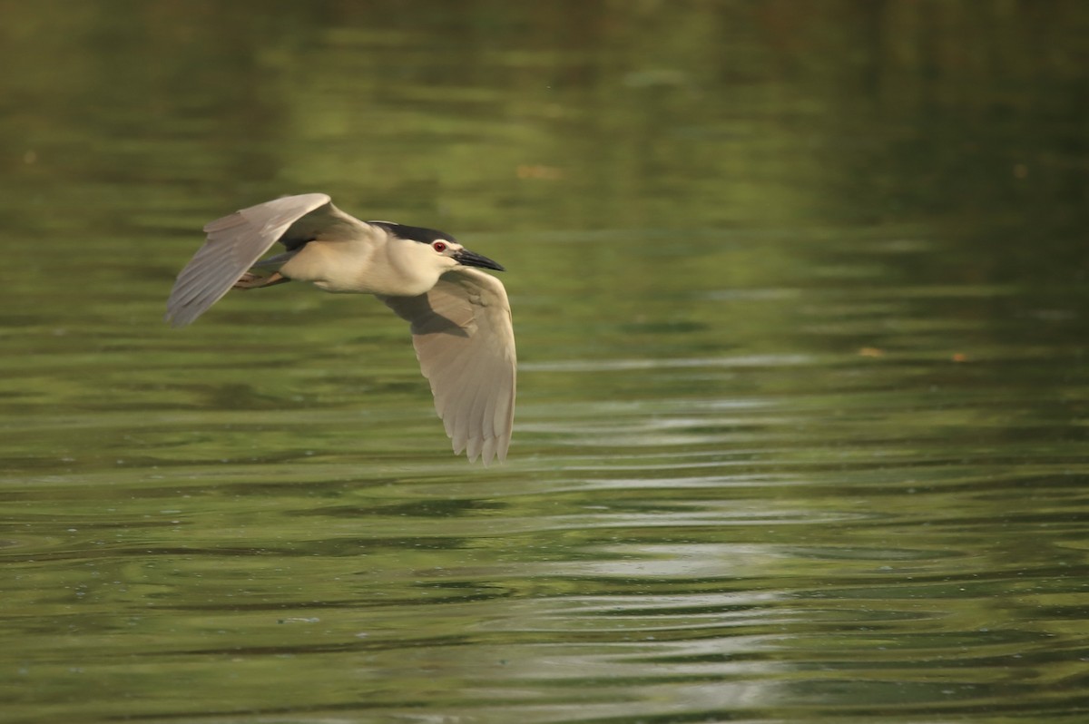 Black-crowned Night Heron - Oscar Wainwright