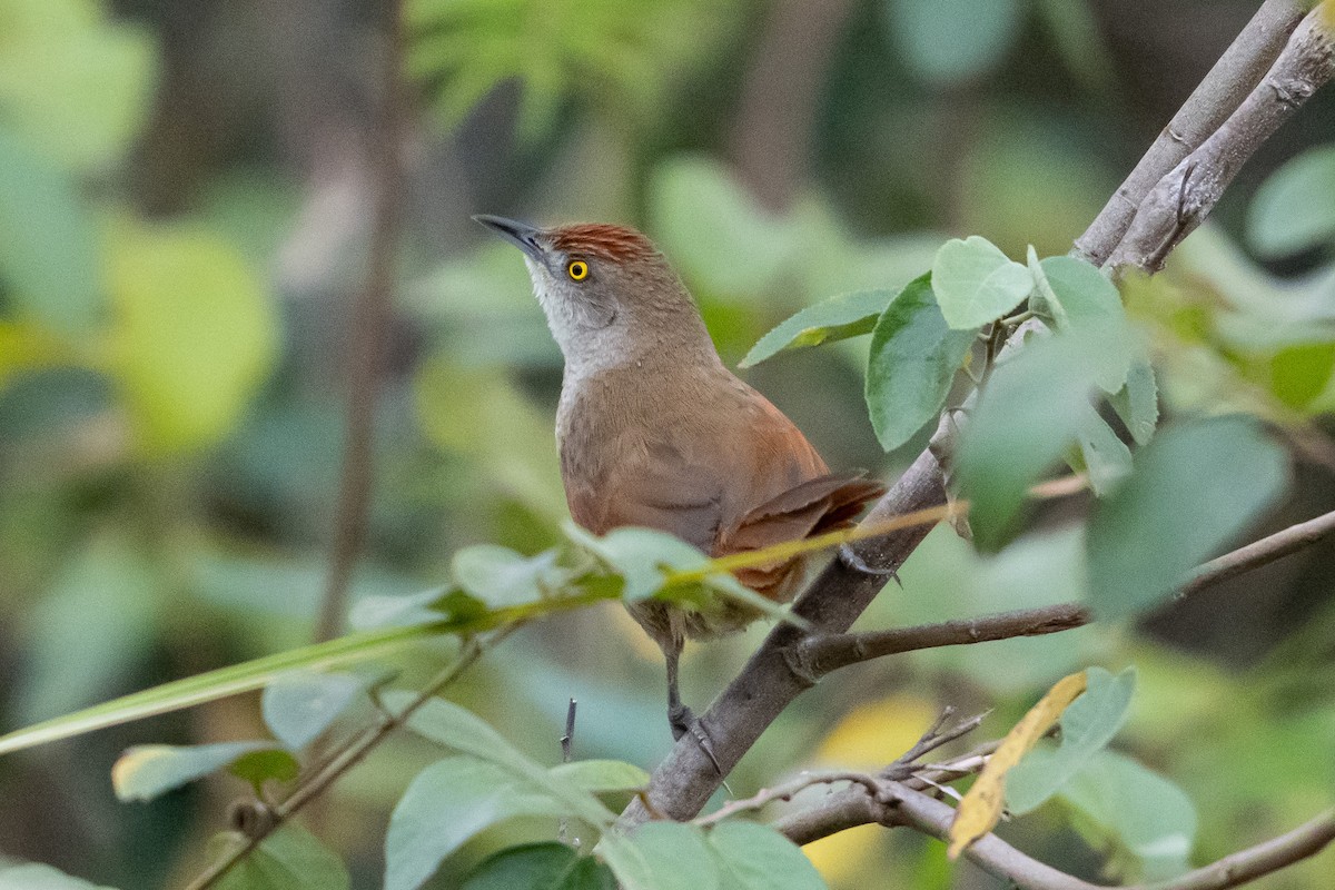 オオアレチカマドドリ - ML623846074