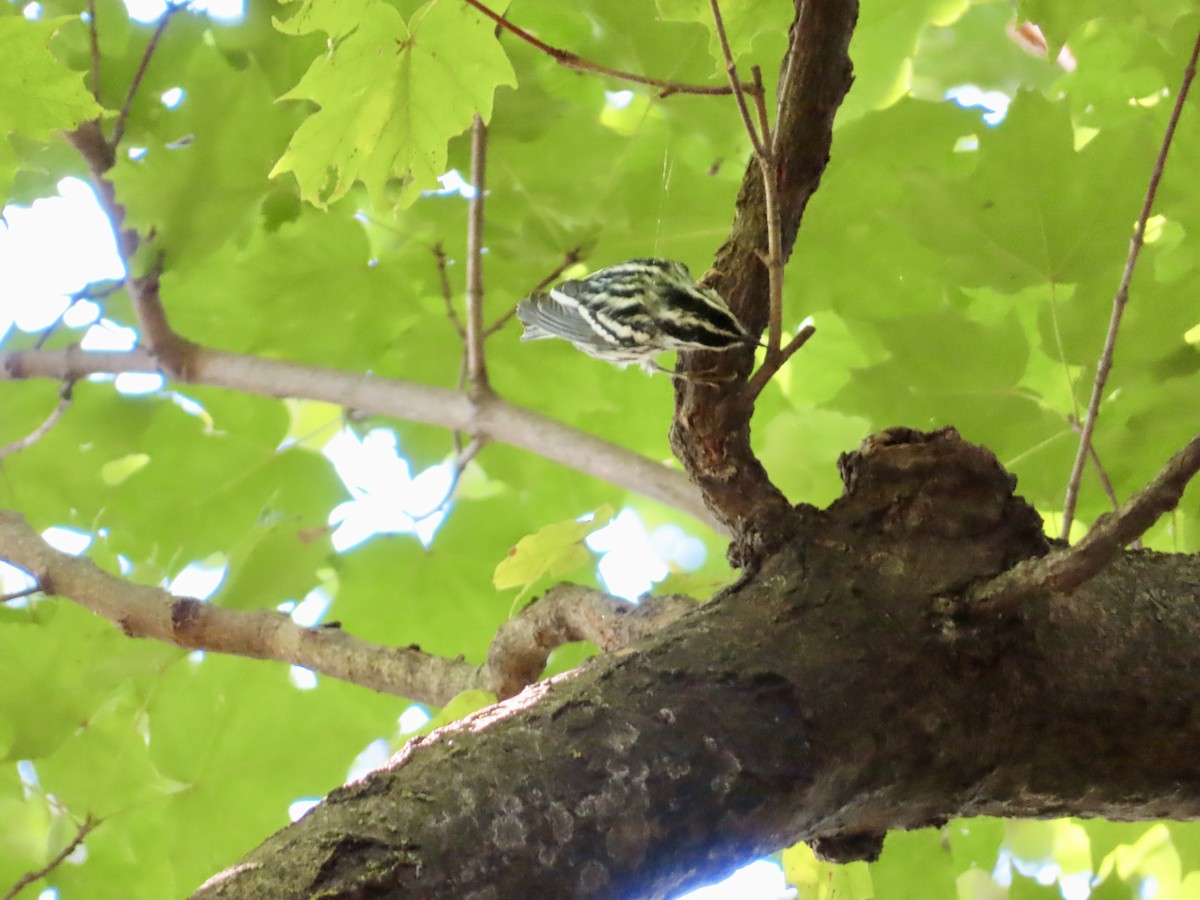 Black-and-white Warbler - ML623846076