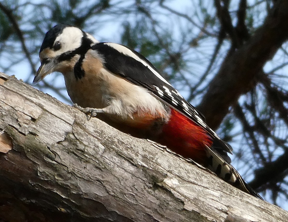 Great Spotted Woodpecker - ML623846078