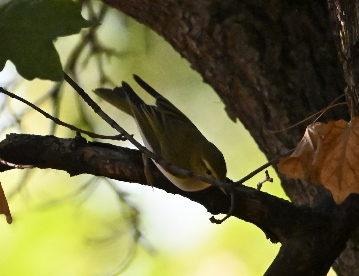 Wood Warbler - ML623846080