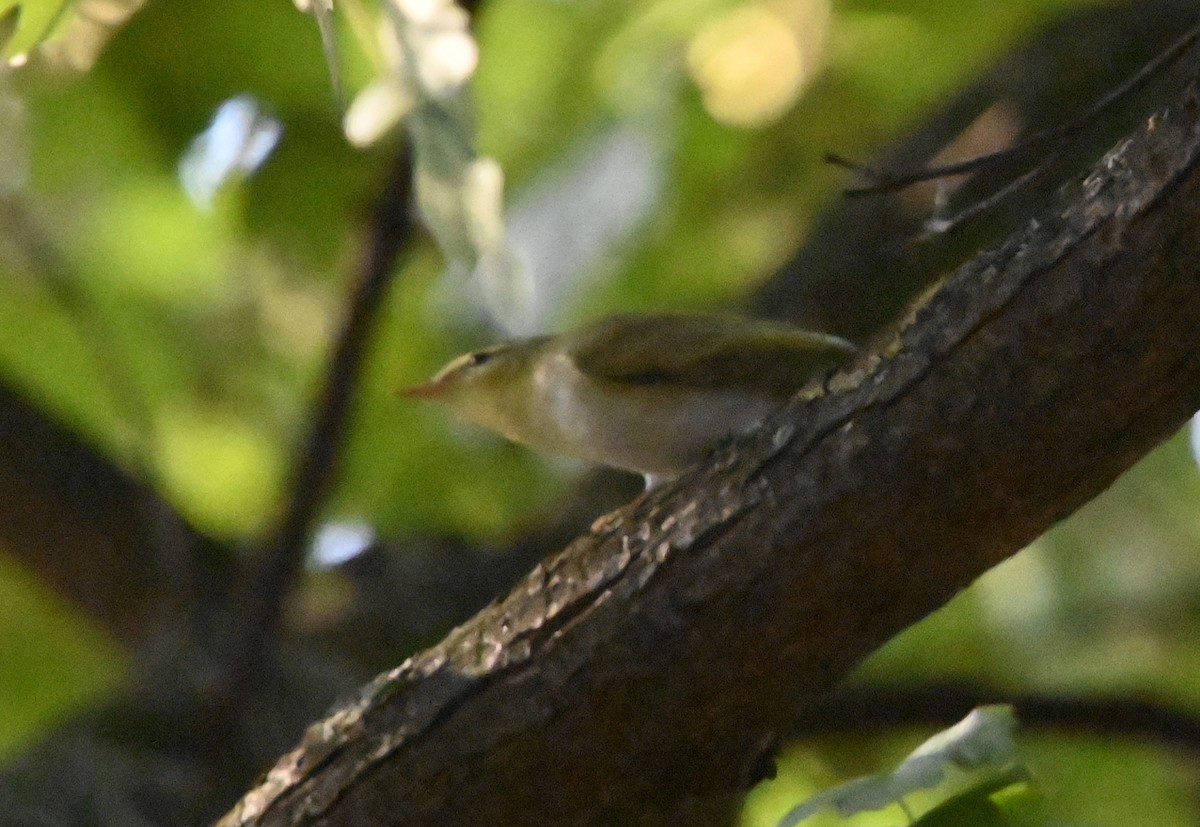 Wood Warbler - ML623846081