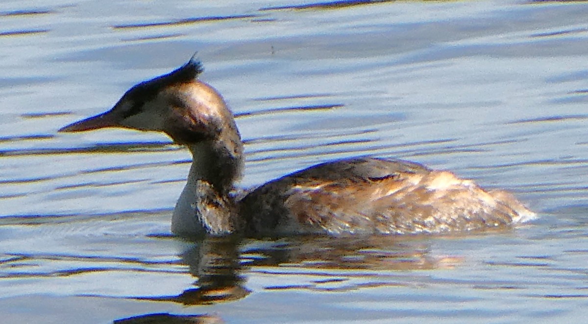 冠鸊鷉 - ML623846083