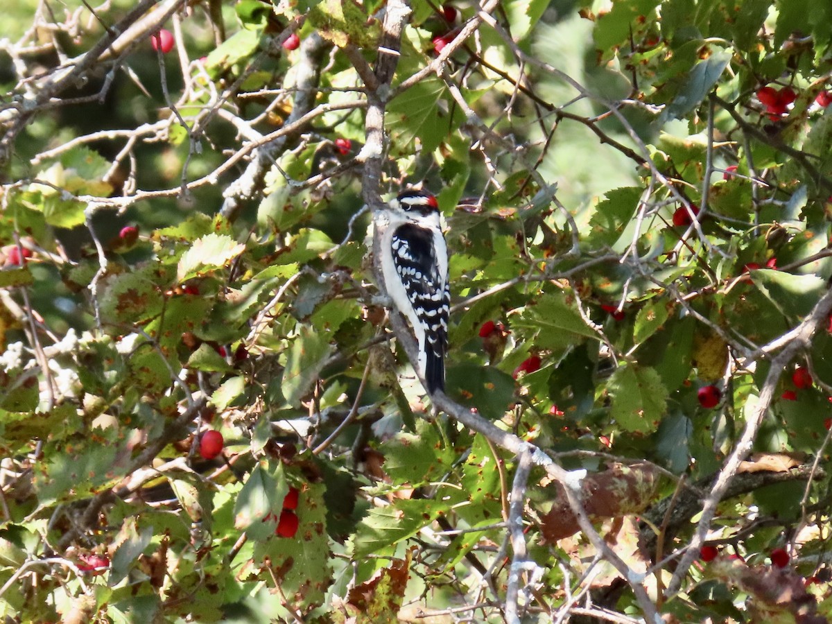 Downy Woodpecker - ML623846084