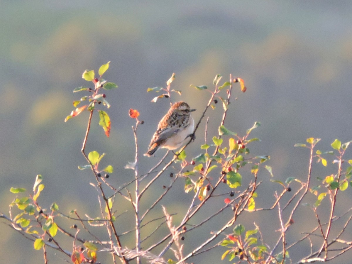 Whinchat - ML623846088