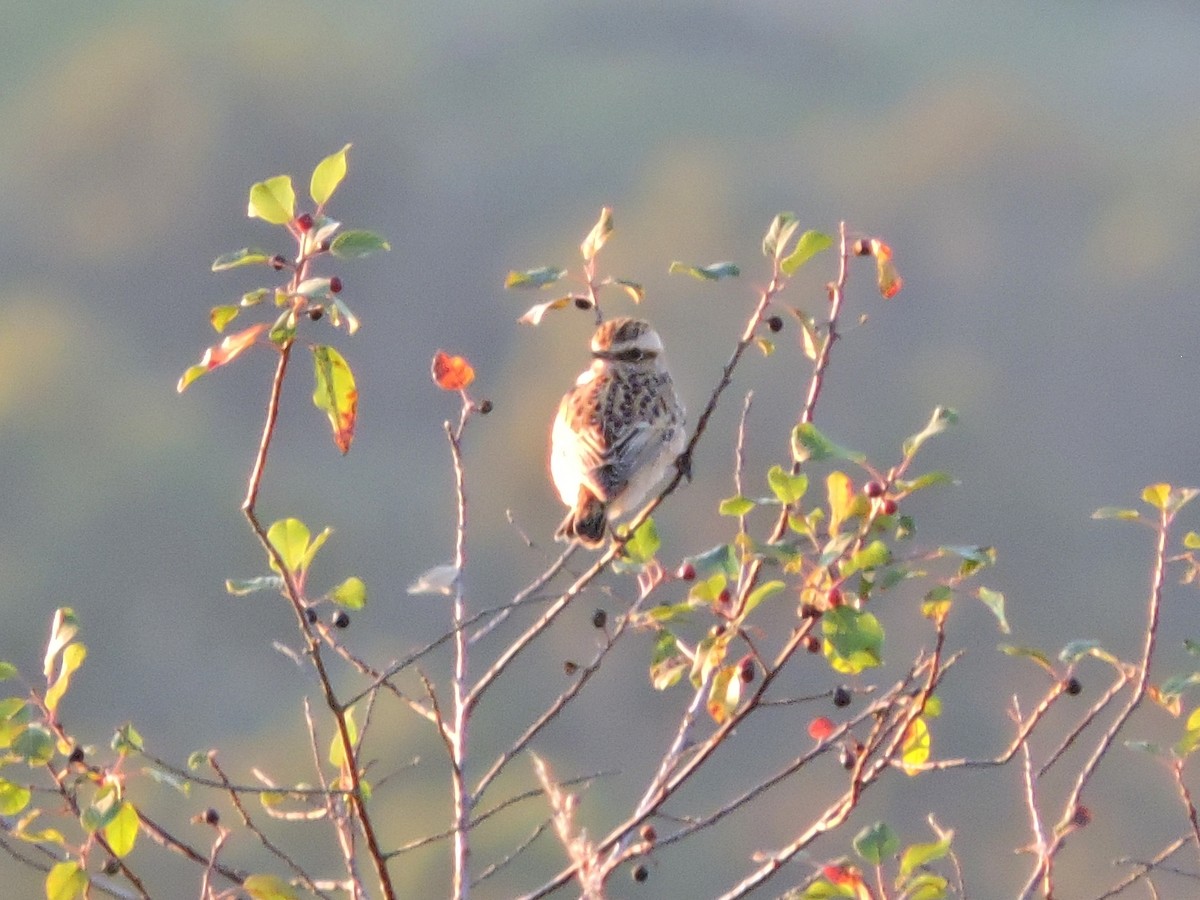 Whinchat - ML623846089