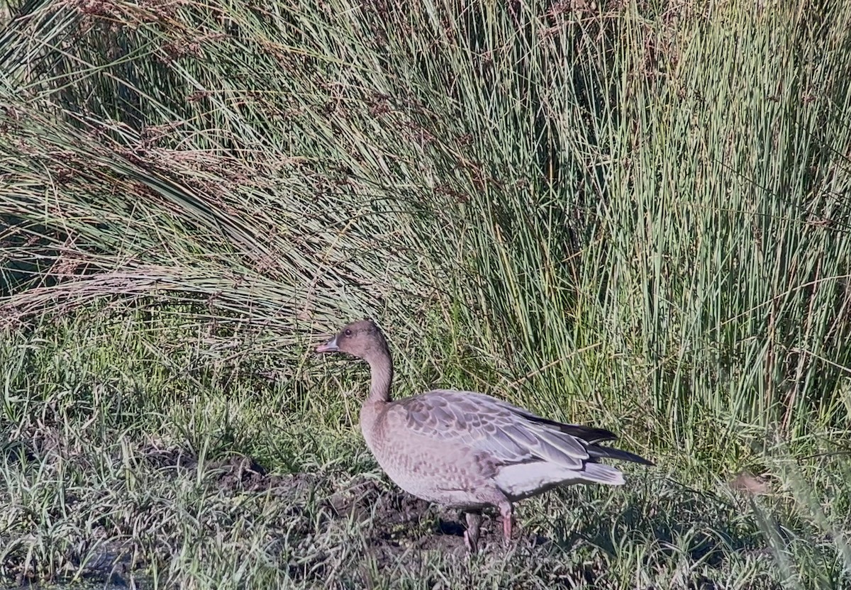 Pink-footed Goose - ML623846097