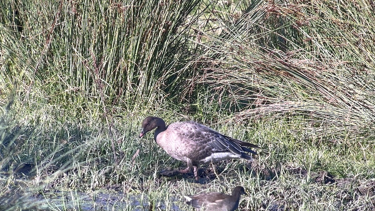 Pink-footed Goose - ML623846098