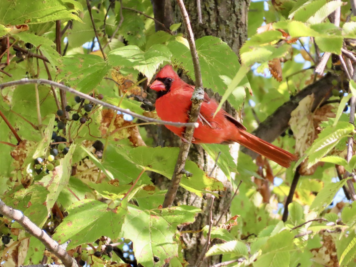 Northern Cardinal - ML623846100