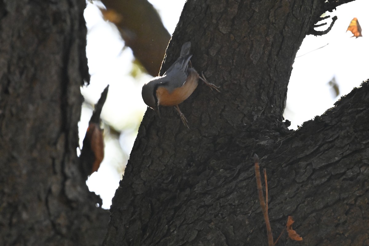 茶腹鳾 - ML623846101