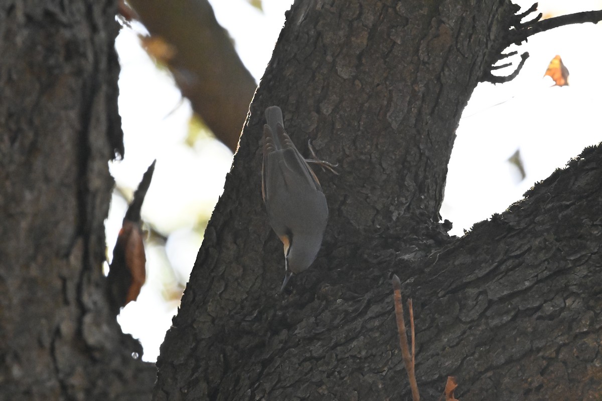 Eurasian Nuthatch - ML623846102