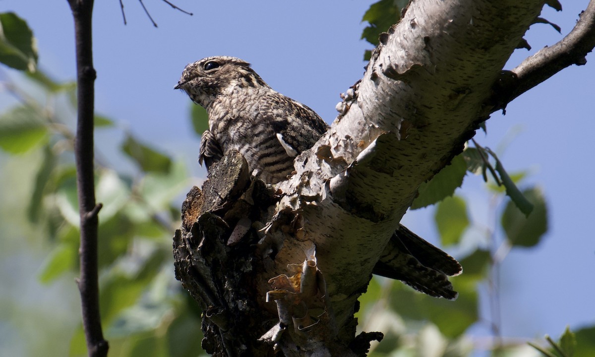 Common Nighthawk - ML623846103