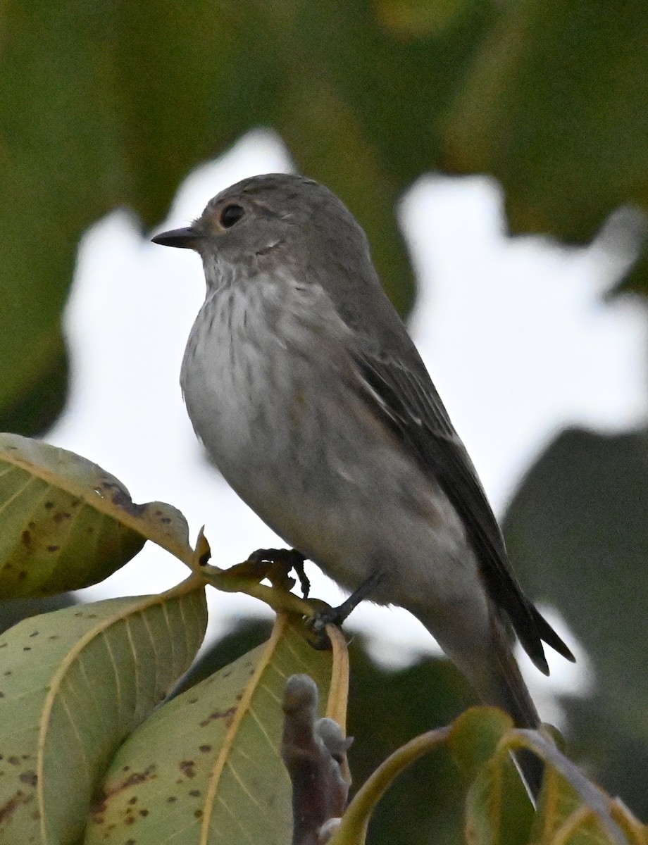 Spotted Flycatcher - ML623846111