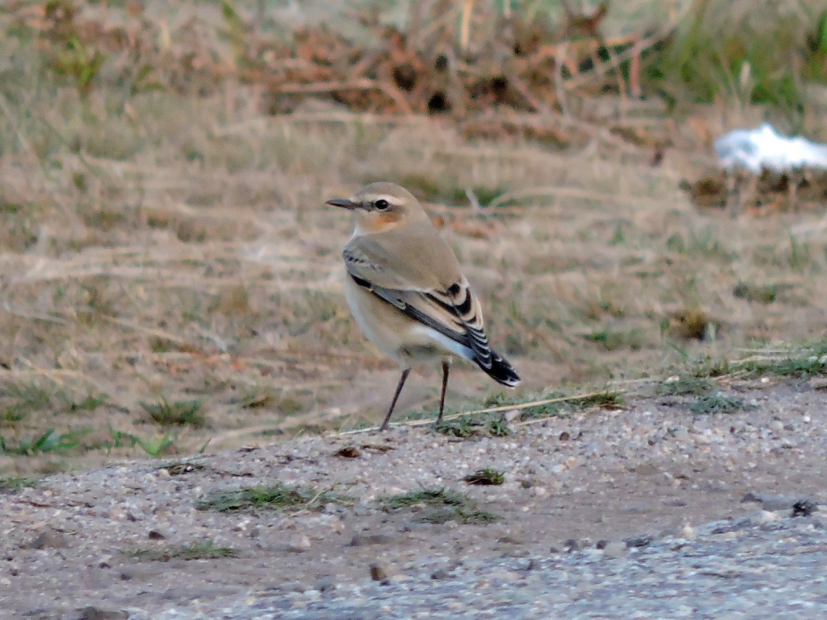 Northern Wheatear - ML623846112