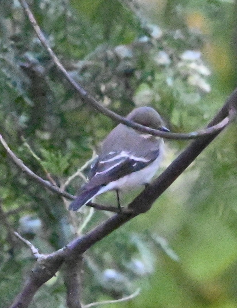 European Pied Flycatcher - ML623846115