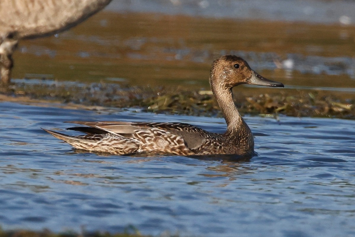 Northern Pintail - ML623846118