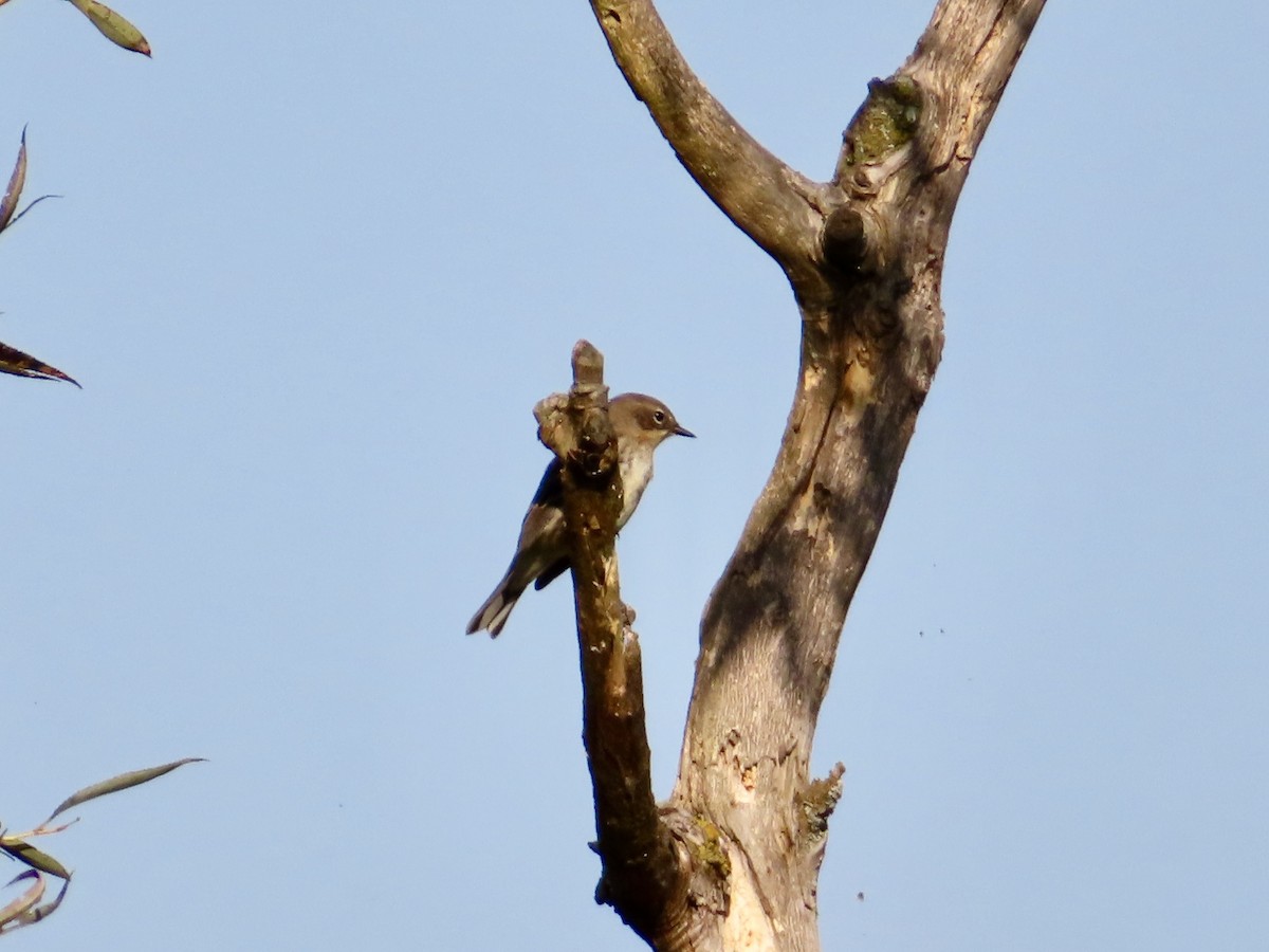 Yellow-rumped Warbler - ML623846121