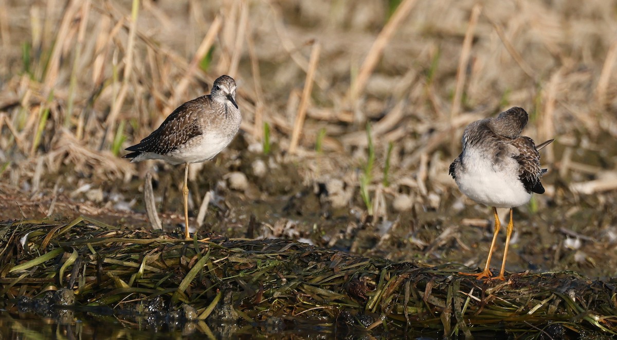 Lesser Yellowlegs - ML623846131