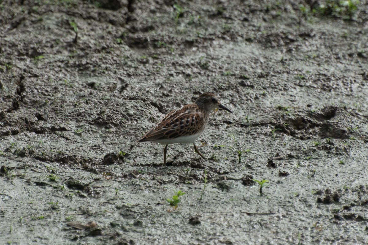 Least Sandpiper - ML623846138