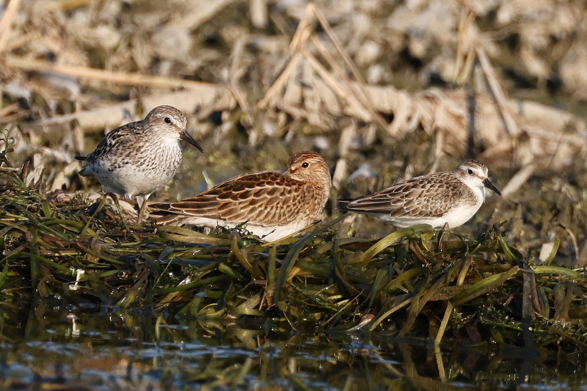 White-rumped Sandpiper - ML623846148