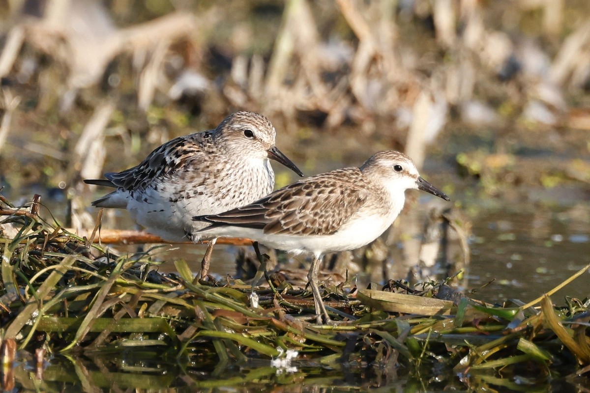 White-rumped Sandpiper - ML623846149