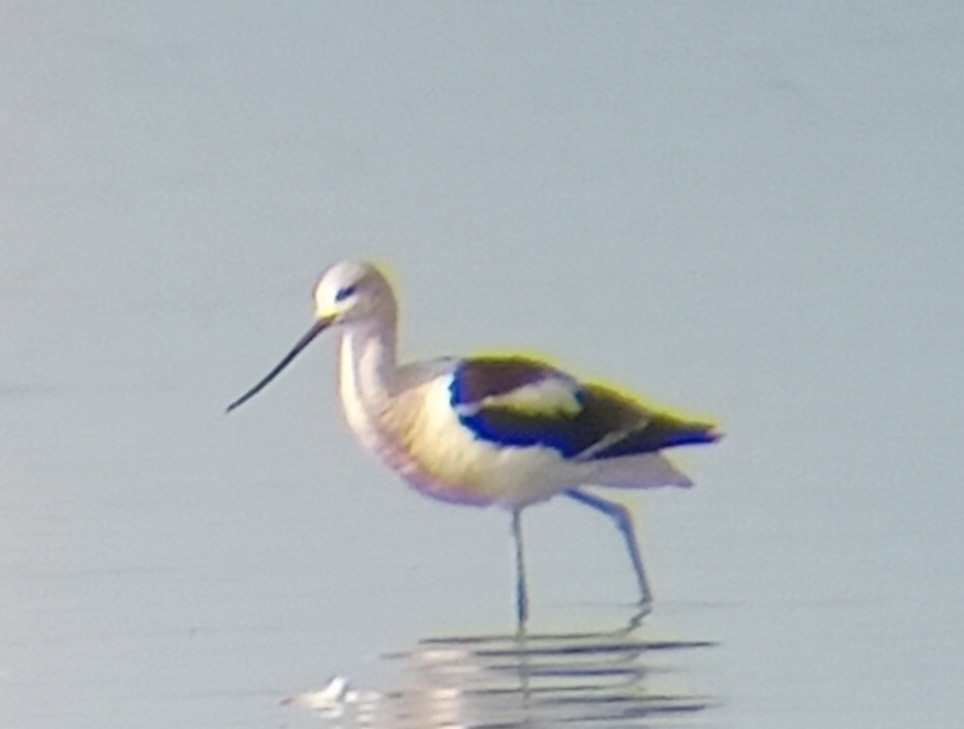 American Avocet - ML623846156