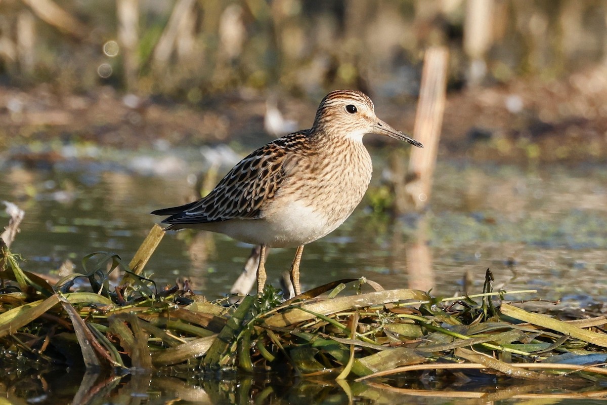 Pectoral Sandpiper - ML623846172