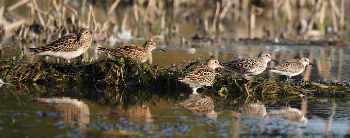 Pectoral Sandpiper - ML623846173