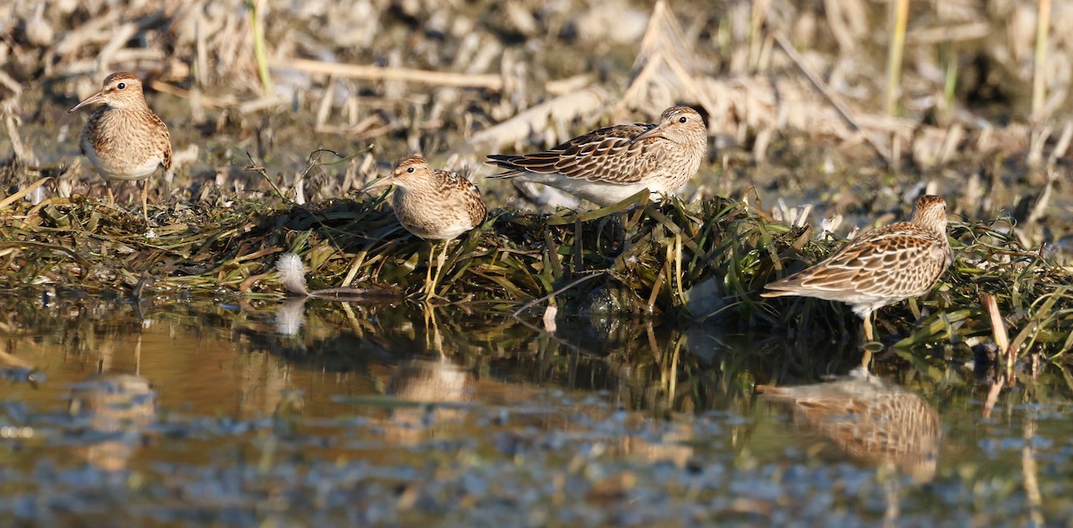 Pectoral Sandpiper - ML623846174