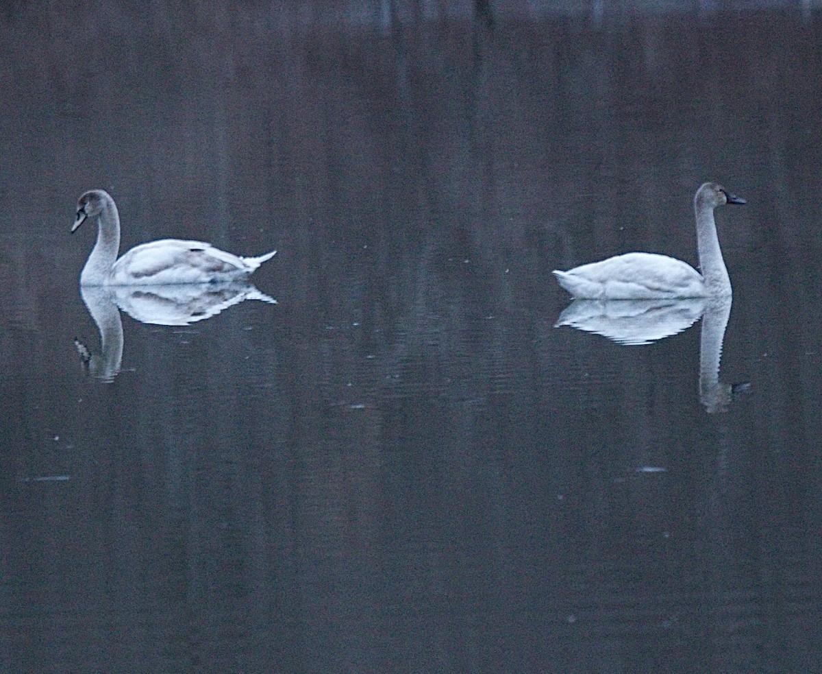 Tundra Swan - ML623846202