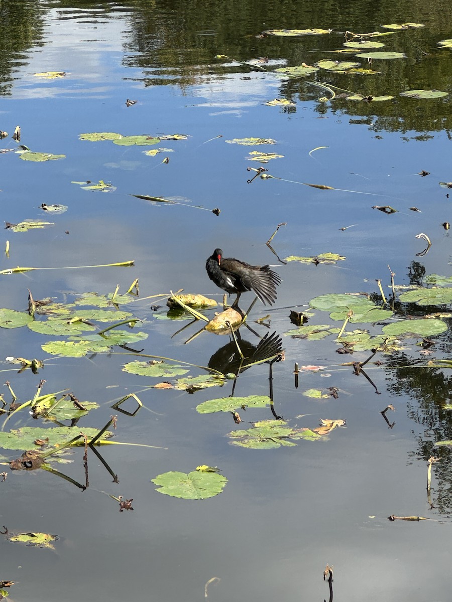 Eurasian Moorhen - ML623846207