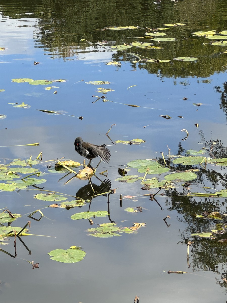 Eurasian Moorhen - ML623846208
