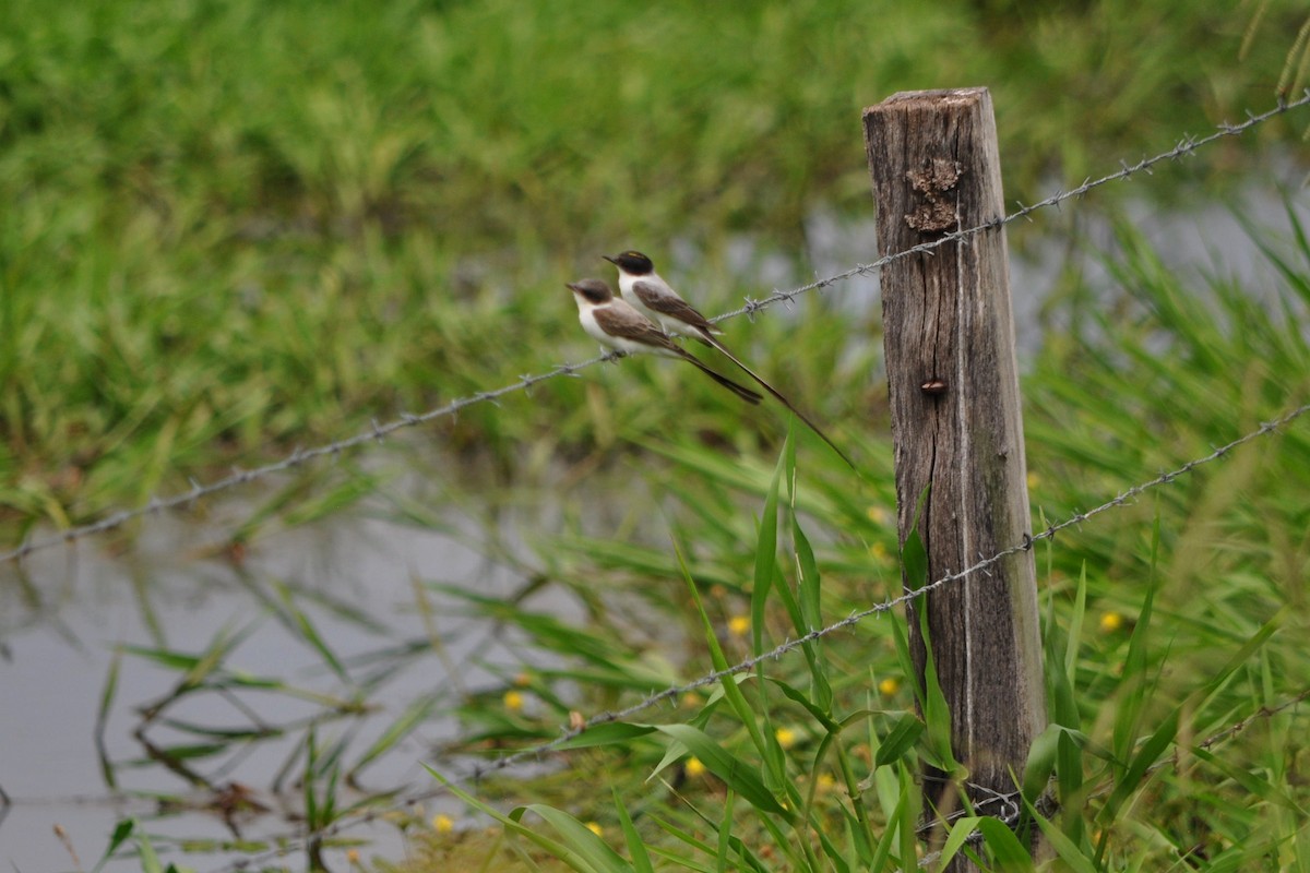 Gabelschwanz-Königstyrann - ML623846217