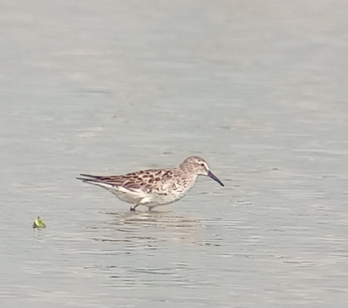 Western Sandpiper - ML623846261