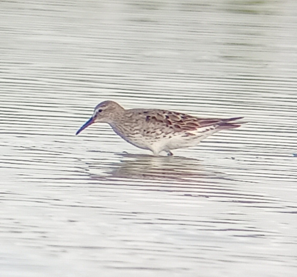 Bergstrandläufer - ML623846262