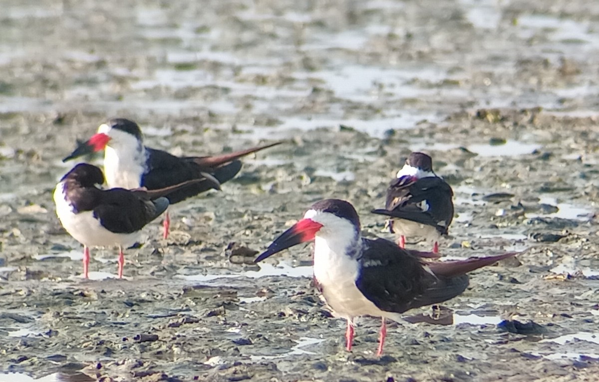 Black Skimmer - ML623846301