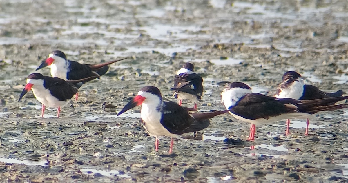 Black Skimmer - Manuel López Salcedo