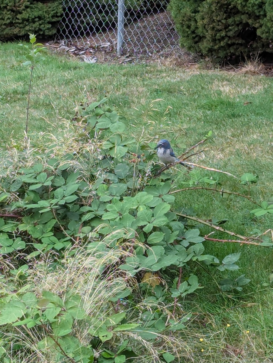 California Scrub-Jay - ML623846348