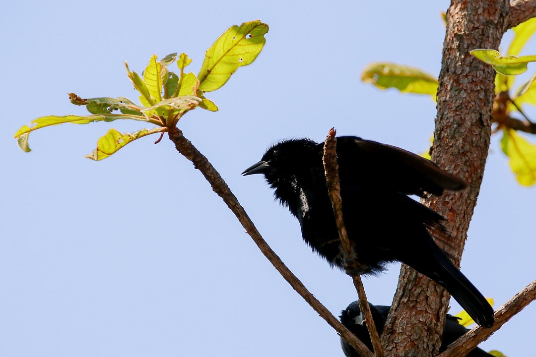 Chopi Blackbird - ML623846391